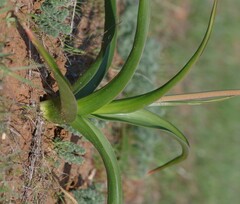 Bulbinella latifolia doleritica