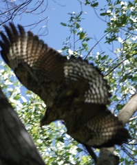 Buteogallus anthracinus