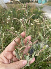 Atriplex tatarica