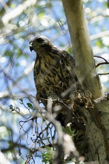 Buteogallus anthracinus