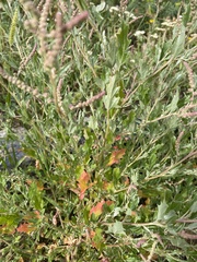 Atriplex tatarica
