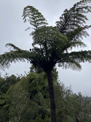 Cyathea medullaris