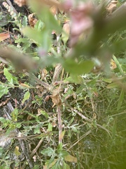 Atriplex tatarica