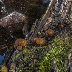 Galerina patagonica