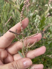Atriplex tatarica