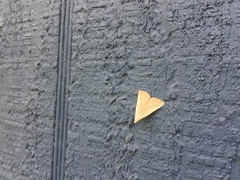 Macrochilo louisiana