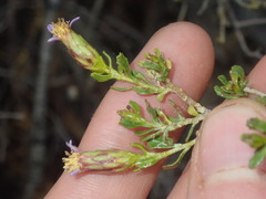 Olearia muelleri