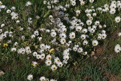 Dimorphotheca