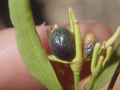 Jasminum calcareum