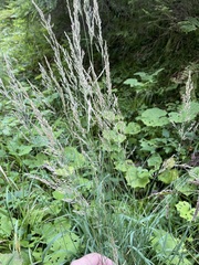Calamagrostis varia