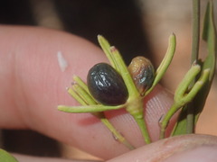 Jasminum calcareum