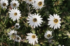 Dimorphotheca