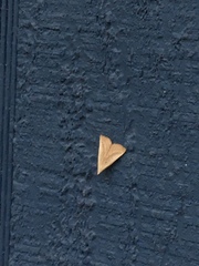 Macrochilo louisiana