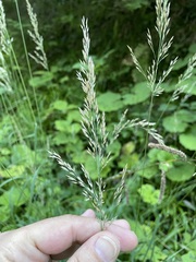 Calamagrostis varia