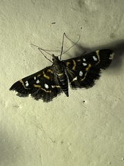 Diathrausta harlequinalis