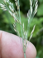Calamagrostis varia