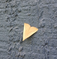 Macrochilo louisiana