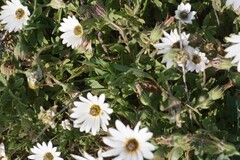 Dimorphotheca