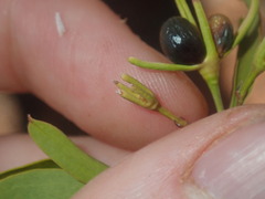 Jasminum calcareum