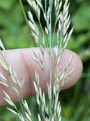Calamagrostis varia
