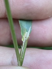 Calamagrostis varia