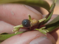 Jasminum calcareum