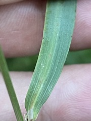 Calamagrostis varia