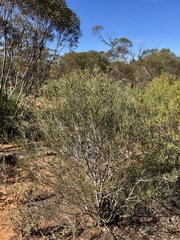 Acacia oswaldii