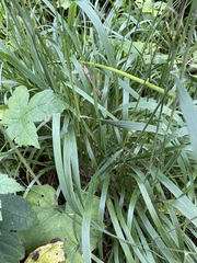 Calamagrostis varia