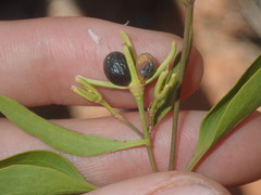 Jasminum calcareum