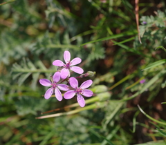 Erodium cicutarium