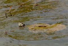 Graptemys pseudogeographica