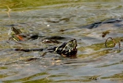 Pseudemys concinna concinna