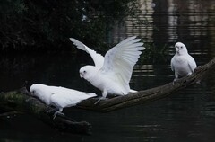 Cacatua sanguinea