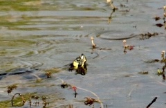 Trachemys scripta scripta