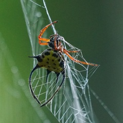 Gasteracantha
