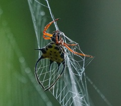 Gasteracantha