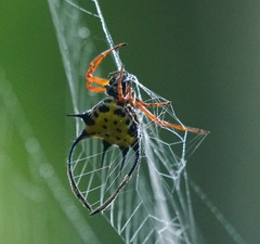 Gasteracantha