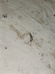 Lepismatidae