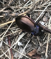 Carabus nemoralis