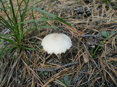 Lepiota clypeolaria
