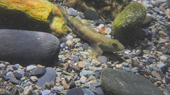 Rhinogobius candidianus