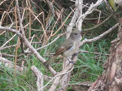 Pachycephala pectoralis