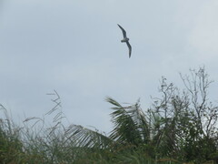 Pterodroma nigripennis