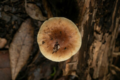 Pholiota multicingulata