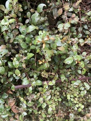 Metrosideros fulgens