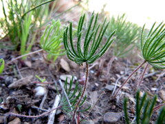 Eriospermum proliferum