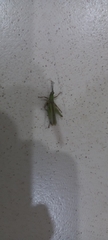 Pyrgomorphidae