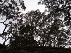 Dendrobium linguiforme