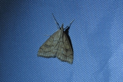 Udea rubigalis